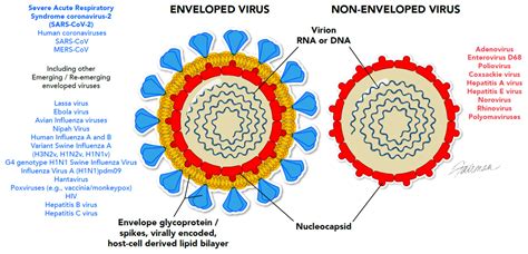 viruses with no envelope